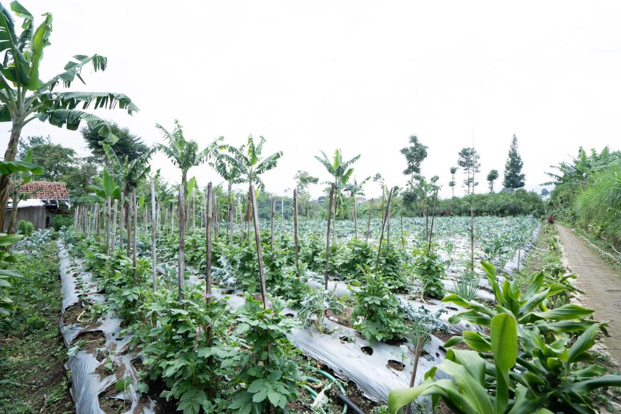 Oyo Homes 91006 Eco Tourism Desa Cibodas Areng 5 Syariah Hotel Bandung