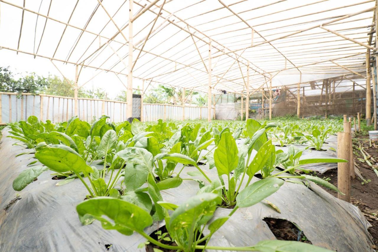 Oyo Homes 91006 Eco Tourism Desa Cibodas Areng 5 Syariah Hotel 2*